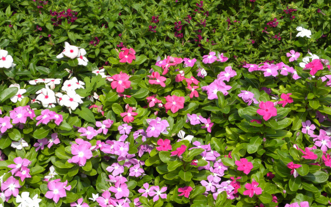 Обои картинки фото цветы, катарантусы, лето, лепестки