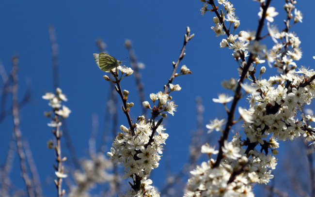 Обои картинки фото цветы, сакура, вишня, ветка