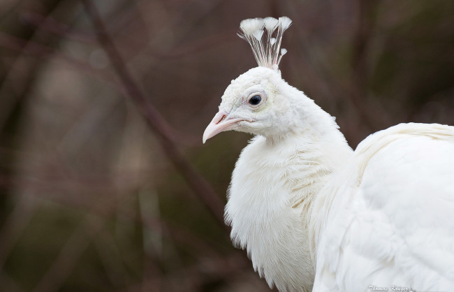 Обои картинки фото животные, павлины, белый