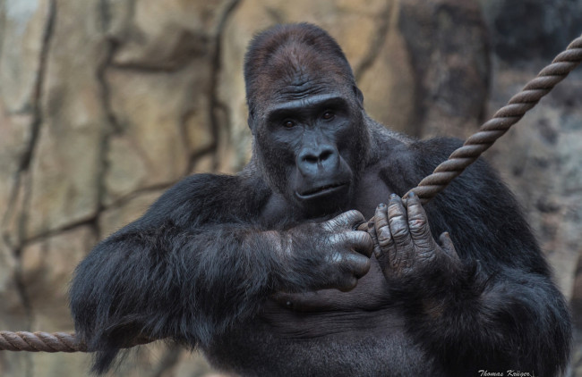 Обои картинки фото животные, обезьяны, горилла, портрет