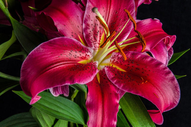 Обои картинки фото цветы, лилии, лилейники, макро