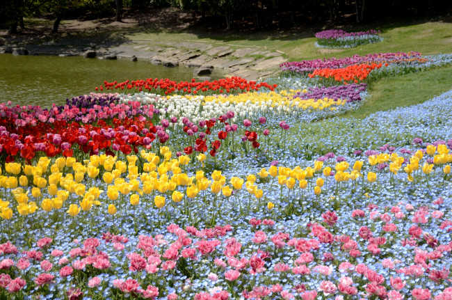 Обои картинки фото цветы, разные, вместе, тюльпаны, немофилы