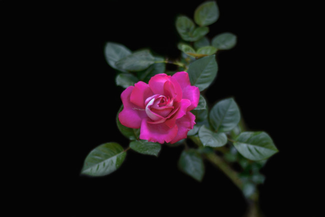 Обои картинки фото цветы, розы, малиновый