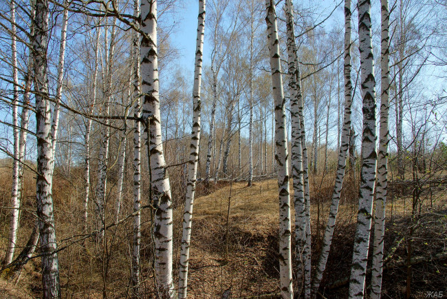 Обои картинки фото весна, природа, лес, березы, овраг, mini, british, motor, corporation, великобритания