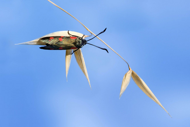 Обои картинки фото животные, бабочки, пятна, бабочка, стебель