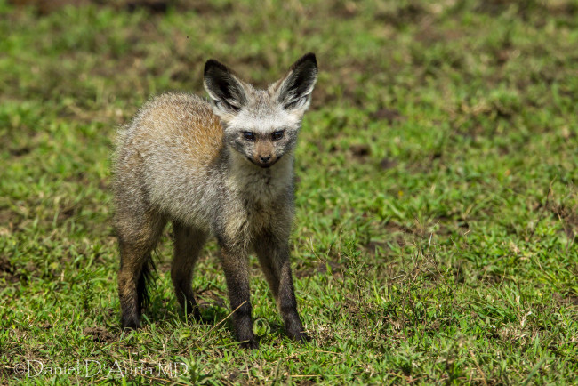 Обои картинки фото животные, гиены, гиеновые, собаки, гиеновая, собака