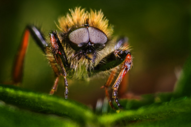 Обои картинки фото животные, насекомые, жук, макро