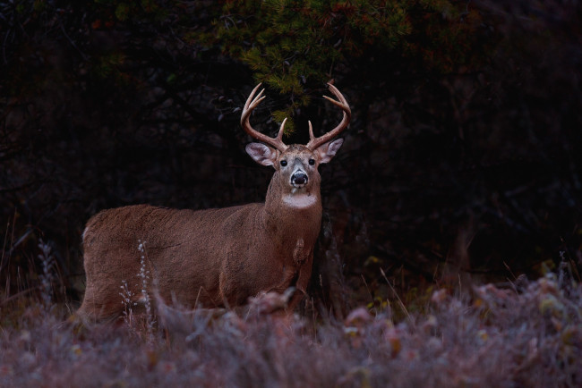 Обои картинки фото животные, олени, рога, красавец