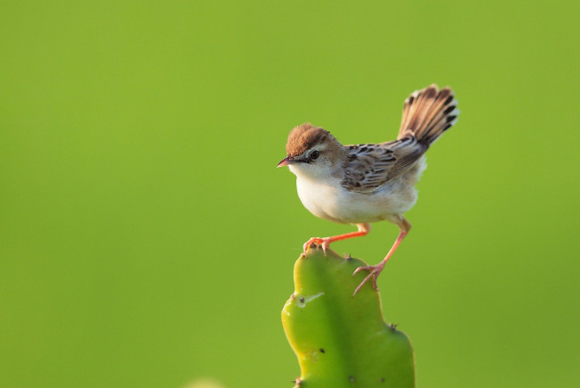 Обои картинки фото животные, птицы, хвост, кактус, птичка