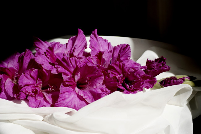 Обои картинки фото цветы, гладиолусы, гладиолус