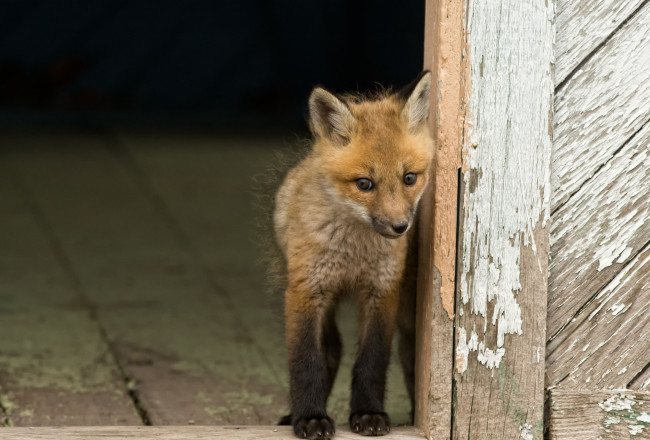 Обои картинки фото животные, лисы, лисенок
