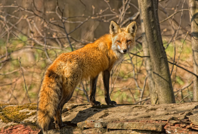 Обои картинки фото животные, лисы, хвост, рыжая