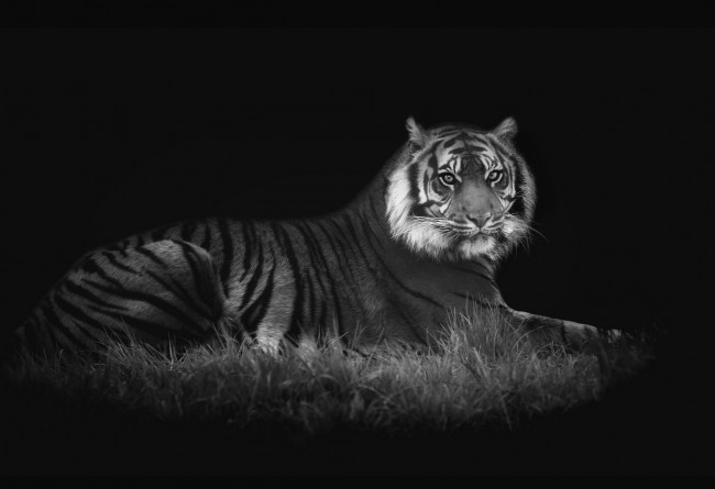 Обои картинки фото животные, тигры, хищник