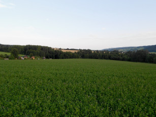 Картинка природа луга трава деревья