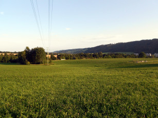 Картинка природа луга трава деревья