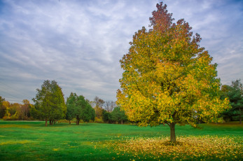 Картинка природа деревья поляна лес дерево
