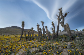 Картинка природа пустыни кактусы