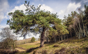 Картинка природа деревья сосна тропа лес