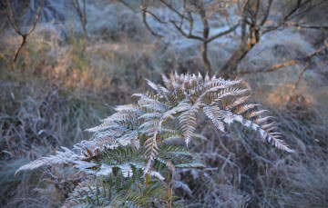 Картинка природа макро папоротник иней