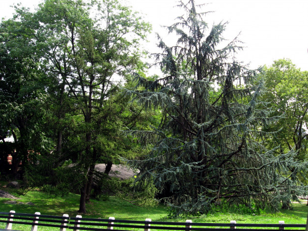 Обои картинки фото природа, деревья, ель