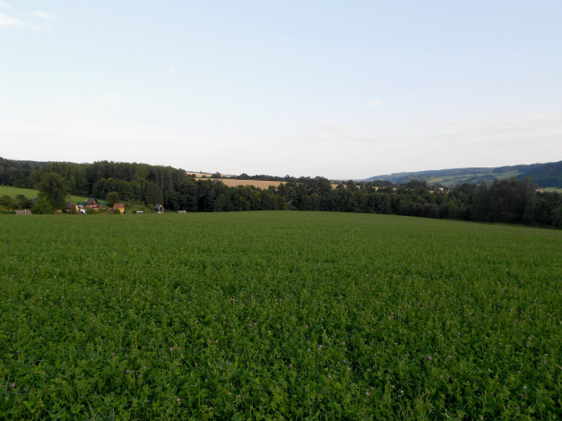 Обои картинки фото природа, луга, трава, деревья