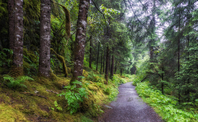Обои картинки фото природа, дороги, тропинка, лес