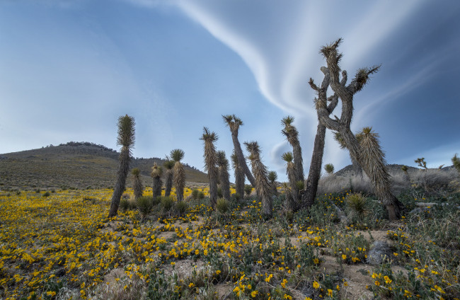 Обои картинки фото природа, пустыни, кактусы