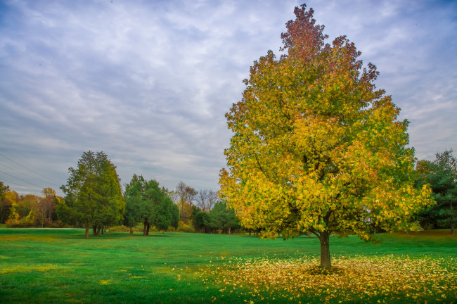 Обои картинки фото природа, деревья, поляна, лес, дерево