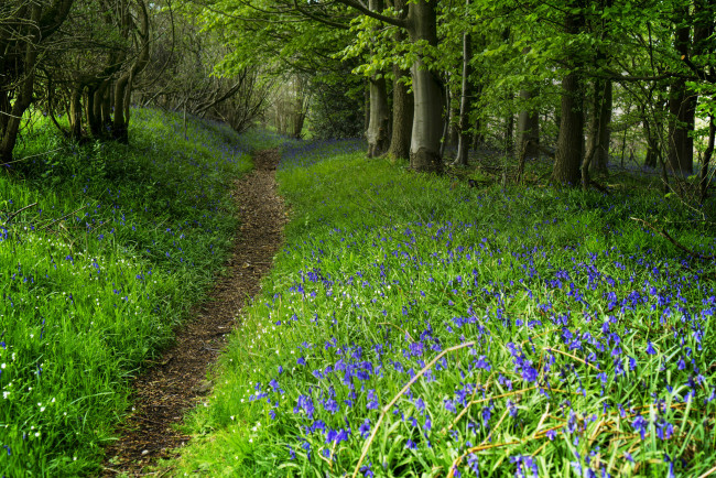 Обои картинки фото природа, дороги, лес, тропинка