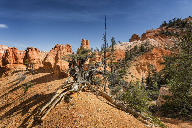 Обои картинки фото природа, пустыни, растительность, скалы