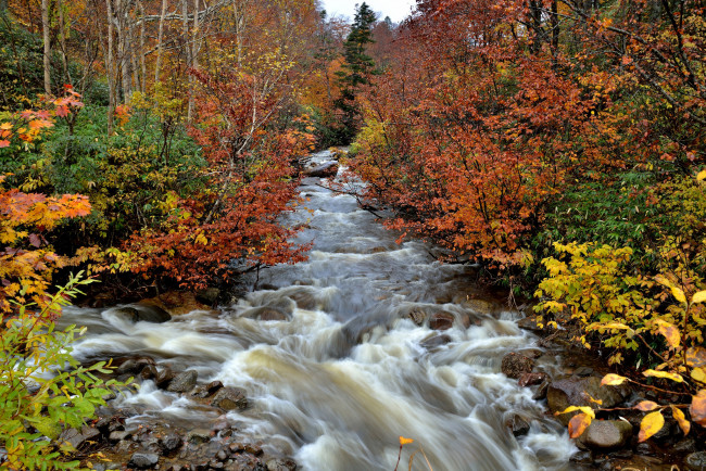 Обои картинки фото природа, реки, озера, лес, осень, река