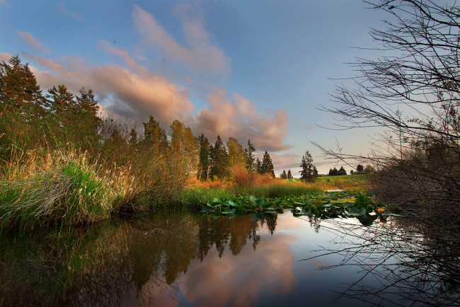 Обои картинки фото природа, реки, озера, река, лес