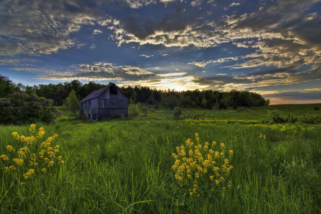 Обои картинки фото природа, восходы, закаты, трава, лес, цветы