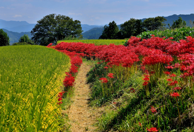 Обои картинки фото природа, поля, цветы, поле, трава, лес