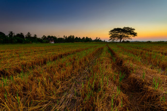 Картинка природа поля простор