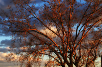 Картинка природа деревья простор