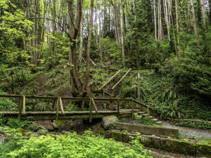 Картинка природа лес простор