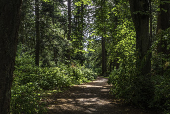 Картинка природа лес простор