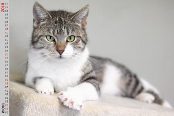 Картинка календари животные кошка взгляд