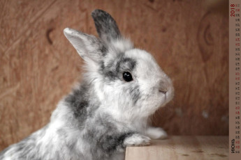 Картинка календари животные кролик