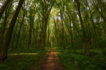 Картинка природа лес тропинка деревья