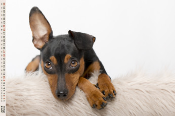 Картинка календари животные взгляд собака