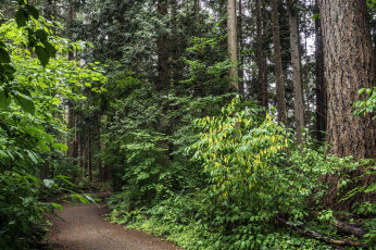 Картинка природа лес простор