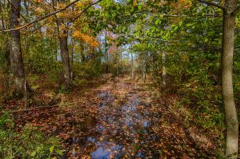 Картинка природа лес простор