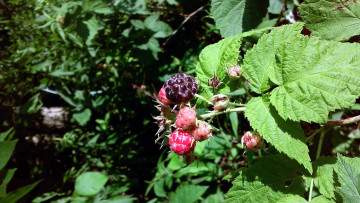 Картинка природа Ягоды ежевика