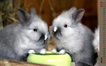 обоя календари, животные, двое