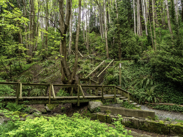 Обои картинки фото природа, лес, простор