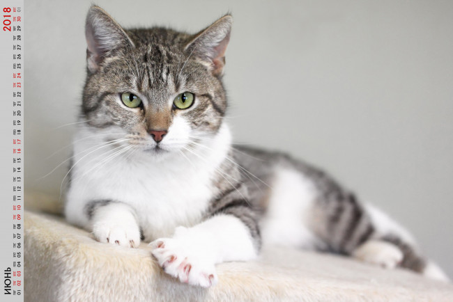 Обои картинки фото календари, животные, кошка, взгляд