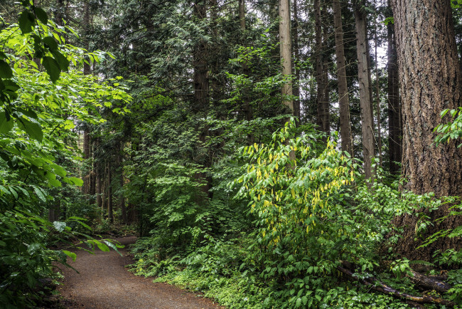 Обои картинки фото природа, лес, простор