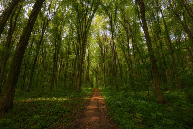 Обои картинки фото природа, лес, тропинка, деревья